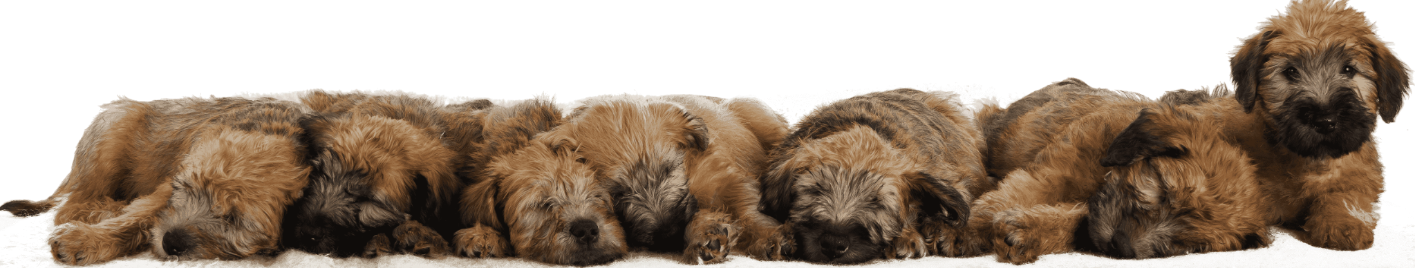 Walker's Wheatens Banner